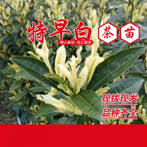 特早白茶苗價(jià)格