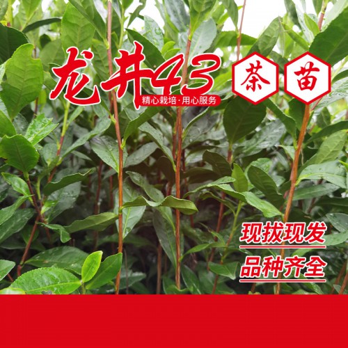 龍井43茶苗 龍井43茶葉苗 龍井43茶樹(shù)苗