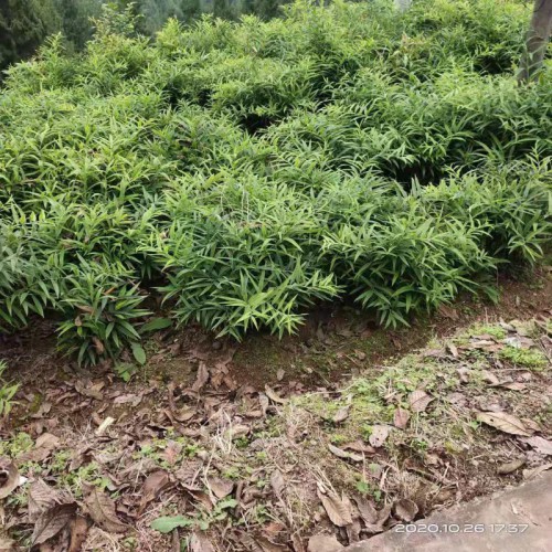 黃精苗   種植基地