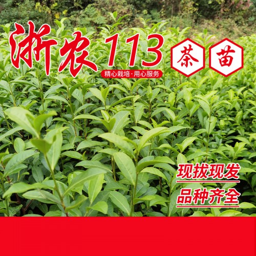 浙農(nóng)113茶苗、浙農(nóng)113茶葉苗