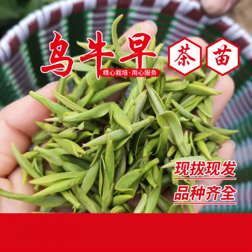 烏牛早茶苗、烏牛早茶葉苗