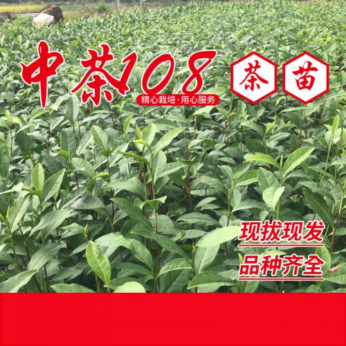 中茶108茶苗、中茶108茶葉苗