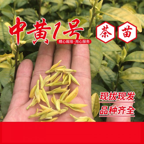 中黃1號茶苗、中黃1號茶葉苗