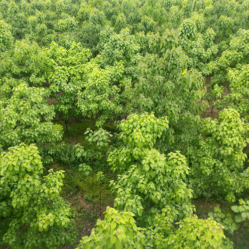 楸樹(shù)  楸樹(shù)苗 楸樹(shù)基地