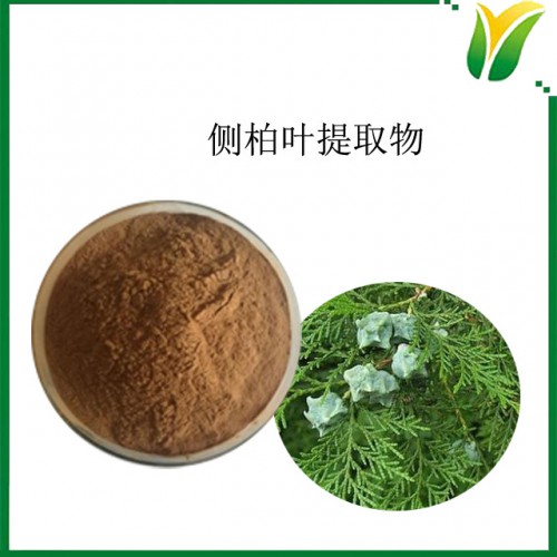 側(cè)柏葉提取物10:1 扁柏提取物 側(cè)柏葉植物提取物