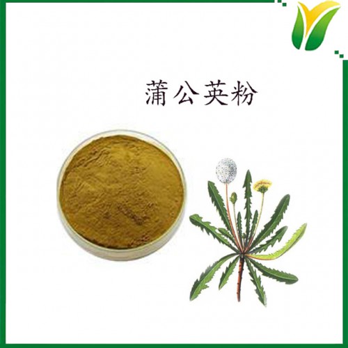 蒲公英生粉 Dandelion powder  蒲公丁粉