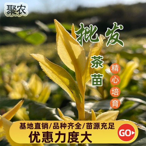 中黃2號茶苗 中黃2號茶苗扦插穗條枝條