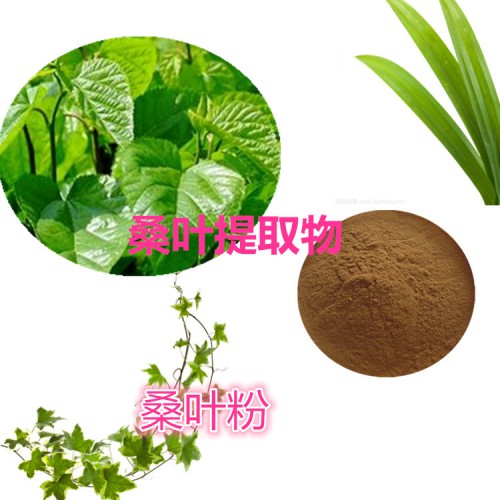 桑葉提取物 10:1 桑葉粉 桑葉速溶粉