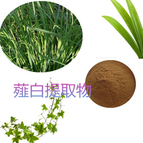 薤白提取物 水提 10:1 薤白粉 水溶 薤白浸膏