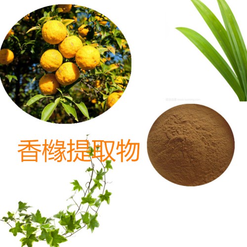 香櫞提取物 水提 10：1 香櫞速溶粉 香櫞浸膏粉