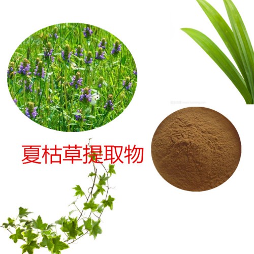 夏枯草提取物 水提 10:1  夏枯草分布 夏枯草浸膏