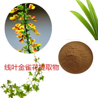 線葉金雀花提取物 水提 10:1   線葉金雀花粉