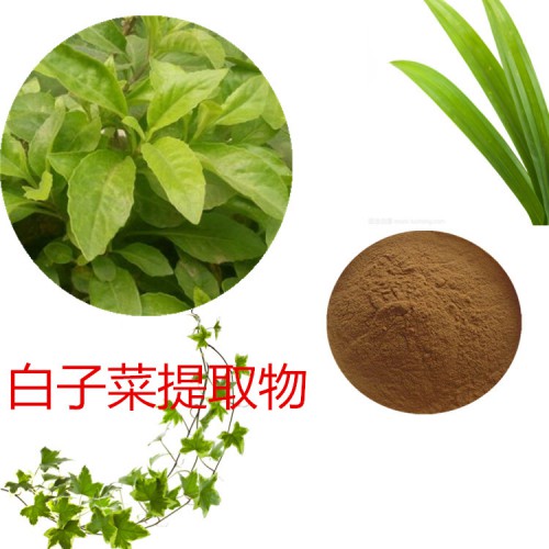 白子菜/ 白背三七提取物  白背三七速溶粉 白背三七浸膏