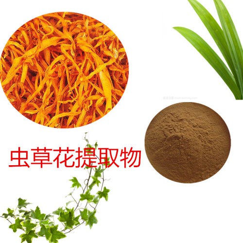 蟲(chóng)草花粉 蟲(chóng)草花速溶粉 蟲(chóng)草花提取物 水提 10:1