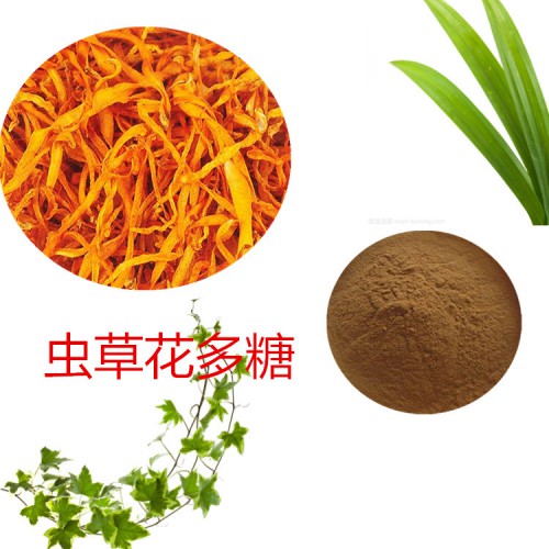 蟲(chóng)草花多糖 30%  50%  蟲(chóng)草花提取液 10:1