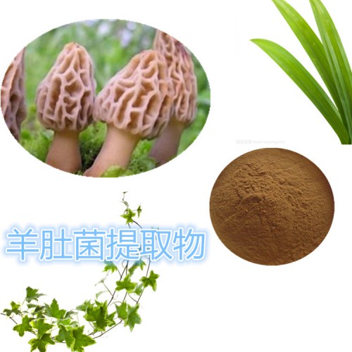 羊肚菌提取物  羊肚菌粉 水溶 羊肚菌浸膏