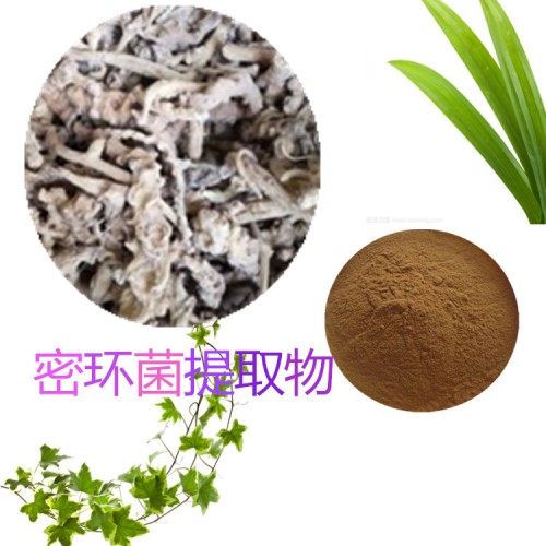 蜜環(huán)菌提取物 水提 10;1 蜜環(huán)菌粉 水溶 蜜環(huán)菌浸膏