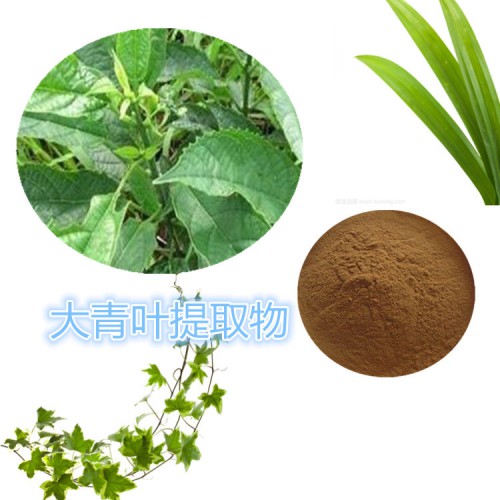 大青葉提取物 水提 10:1  大青葉浸膏 大青葉速溶粉