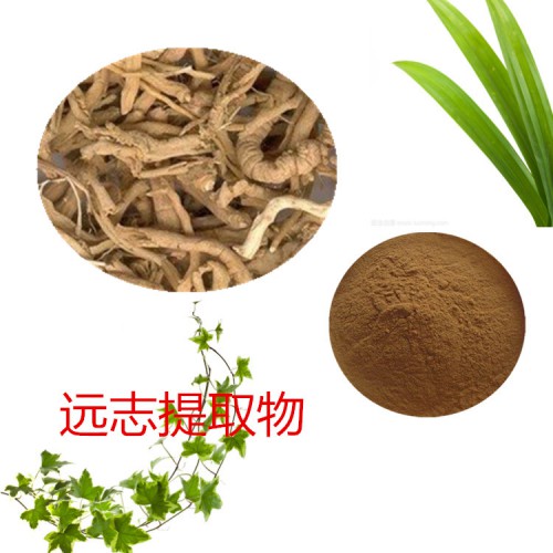 遠志提取物 水提 10:1  遠志浸膏 遠志速溶粉