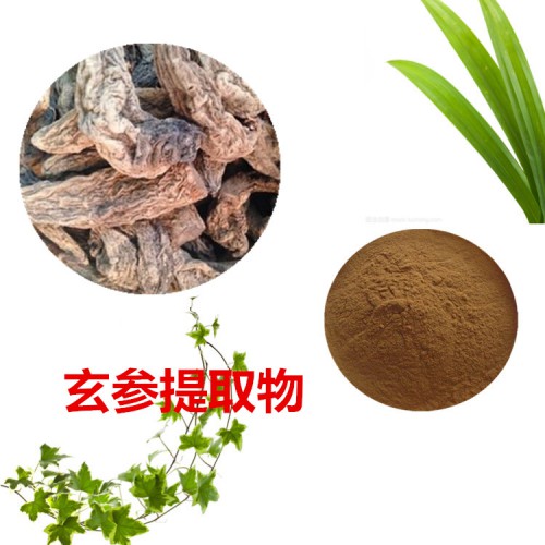 玄參提取物 水提 10:1  玄參浸膏 玄參速溶粉