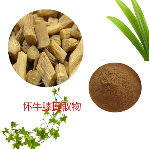 10:1 懷牛膝提取物  水提  懷牛膝粉 懷牛膝浸膏