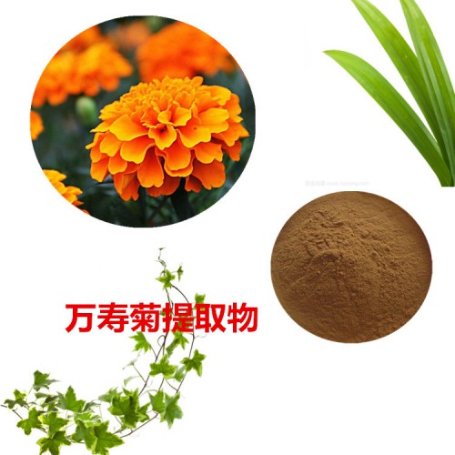 10:1 萬壽菊提取物  水提  萬壽菊粉 萬壽菊浸膏