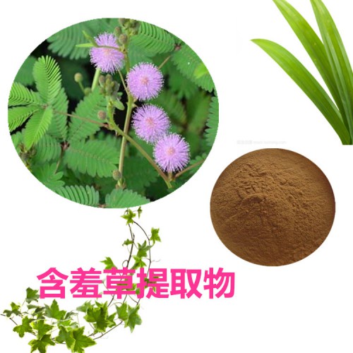 含羞草提取物 水提 10:1  含羞草粉 水溶 含羞草浸膏