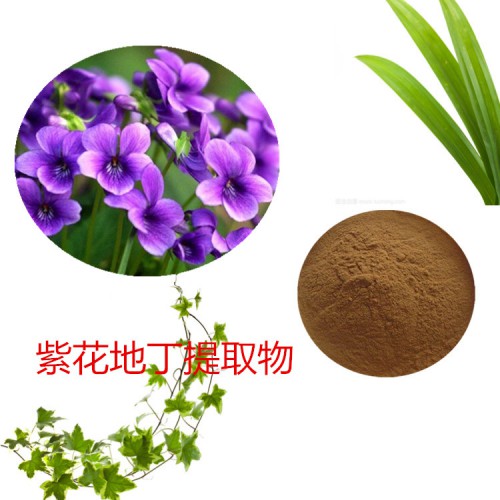 紫花地丁提取物 水提 10:1 紫花地丁速溶粉