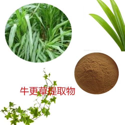 牛更草提取物 水提 10:1牛更草速溶粉 牛更草浸膏