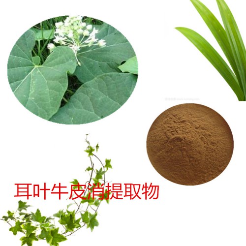 耳葉牛皮消提取物 水提 10:1 耳葉牛皮消速溶粉