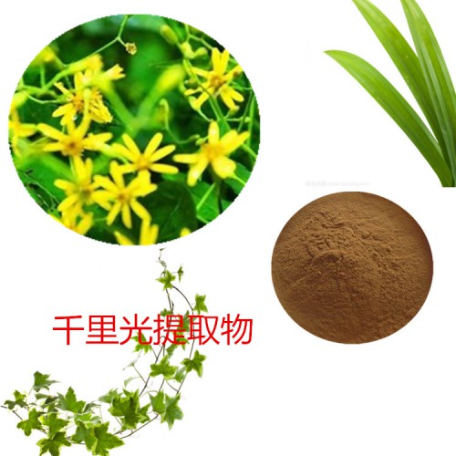 千里光提取物 水提 10:1 千里光速溶粉 千里光浸膏