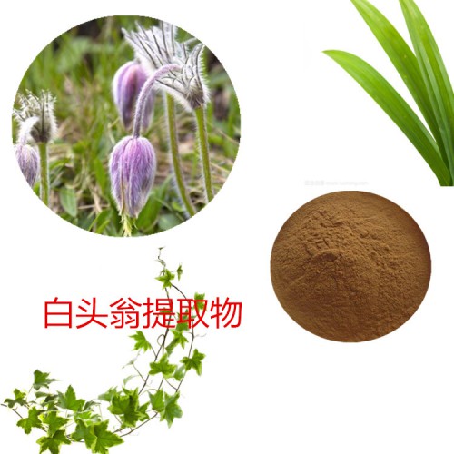 白頭翁提取物 水提 10:1 白頭翁速溶粉 白頭翁浸膏