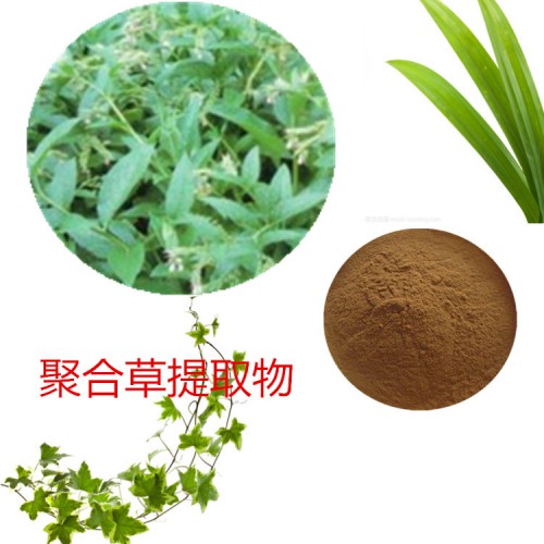 聚合草提取物 10:1  聚合草粉 聚合草浸膏粉 植物提取物