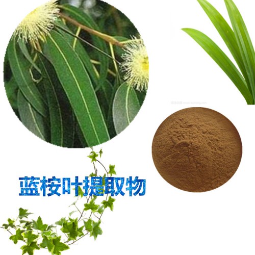 藍桉葉提取物 水提 10:1  藍桉葉速溶粉 藍桉葉浸膏