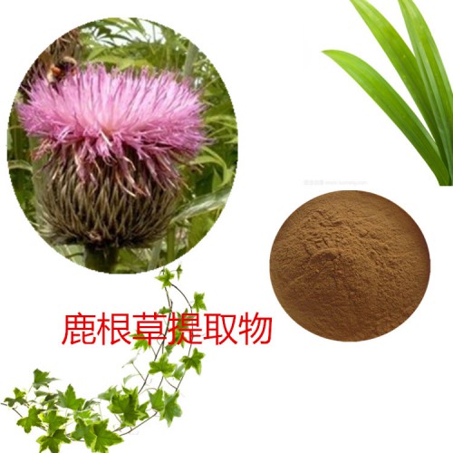 鹿根草提取物 水提 10：1  鹿根草速溶粉 鹿根草浸膏