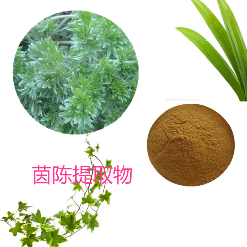 茵陳提取物 水提 茵陳速溶粉  茵陳浸膏 茵陳粉