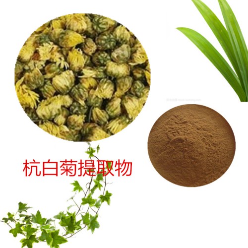 杭白菊提取物 水提 杭白菊速溶粉 杭白菊浸膏 杭白菊粉