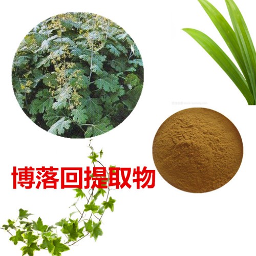 博落回提取物 水提 博落回速溶粉 博落回浸膏 博落回粉