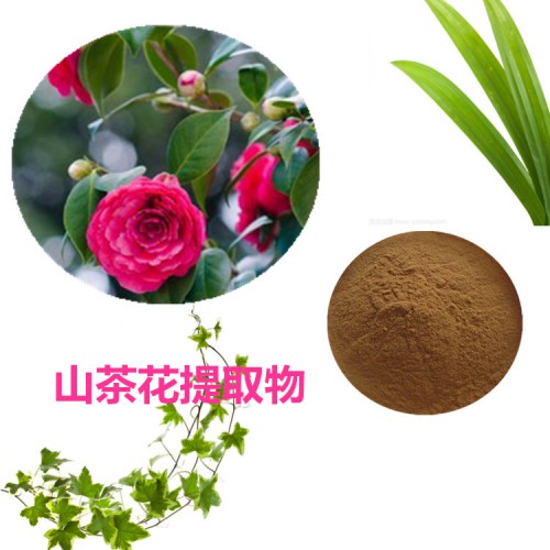 山茶花提取物 水提 山茶花速溶粉 山茶花浸膏 山茶花粉