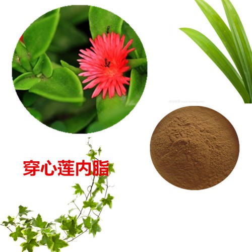 穿心蓮根提取物 水提 穿心蓮內(nèi)脂 98%  穿心蓮浸膏粉