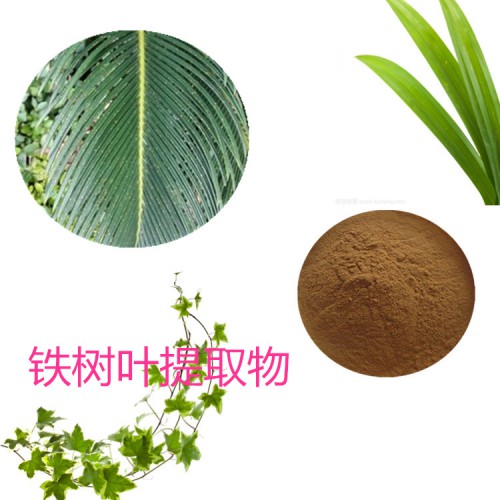 鐵樹(shù)葉提取物 鐵樹(shù)葉速溶粉 鐵樹(shù)葉浸膏 鐵樹(shù)葉粉