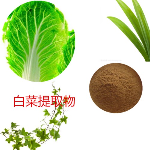 白菜提取物 水提  白菜速溶粉 白菜浸膏 白菜粉 水溶