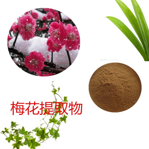 梅花提取物 水提  梅花速溶粉  梅花浸膏  梅花粉 水溶