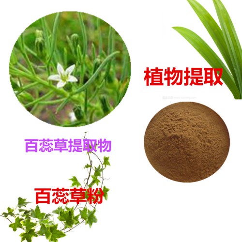 百蕊草提取物 水提 百蕊草速溶粉 百蕊草浸膏 百蕊草粉