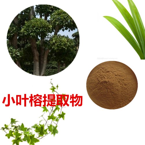 小葉榕提取物 水提 小葉榕速溶粉 小葉榕浸膏 小葉榕粉