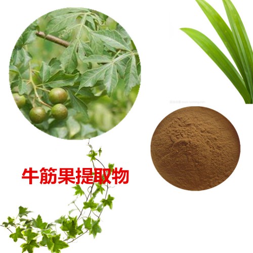 牛筋果提取物  牛筋果粉 牛筋果速溶粉  牛筋果浸膏粉