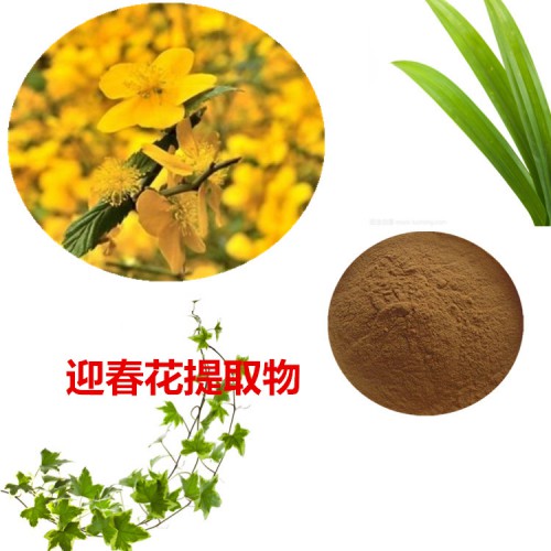 迎春花提取物  迎春花粉 迎春花速溶粉 迎春花浸膏粉