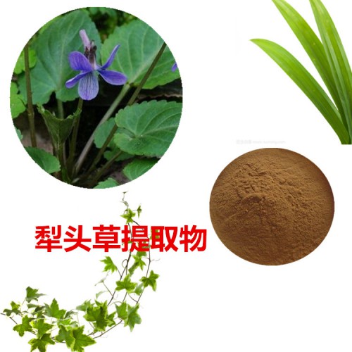 犁頭草提取物  犁頭草粉  犁頭草速溶粉  犁頭草浸膏粉