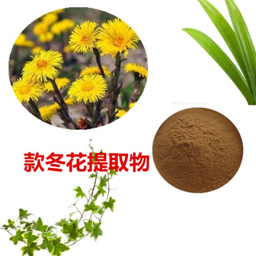 款冬花提取物  款冬花粉  款冬花速溶粉 款冬花浸膏粉