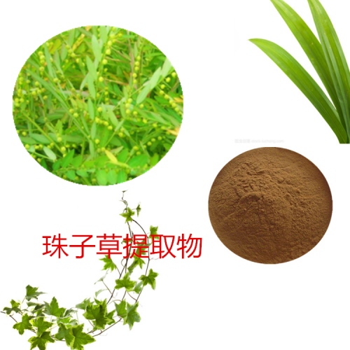 珠子草提取物 珠子草粉  珠子草速溶粉 珠子草浸膏粉